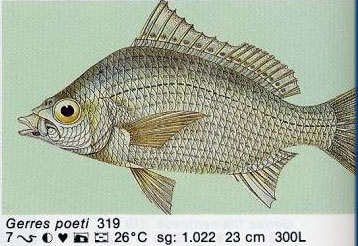 Gerres poeti